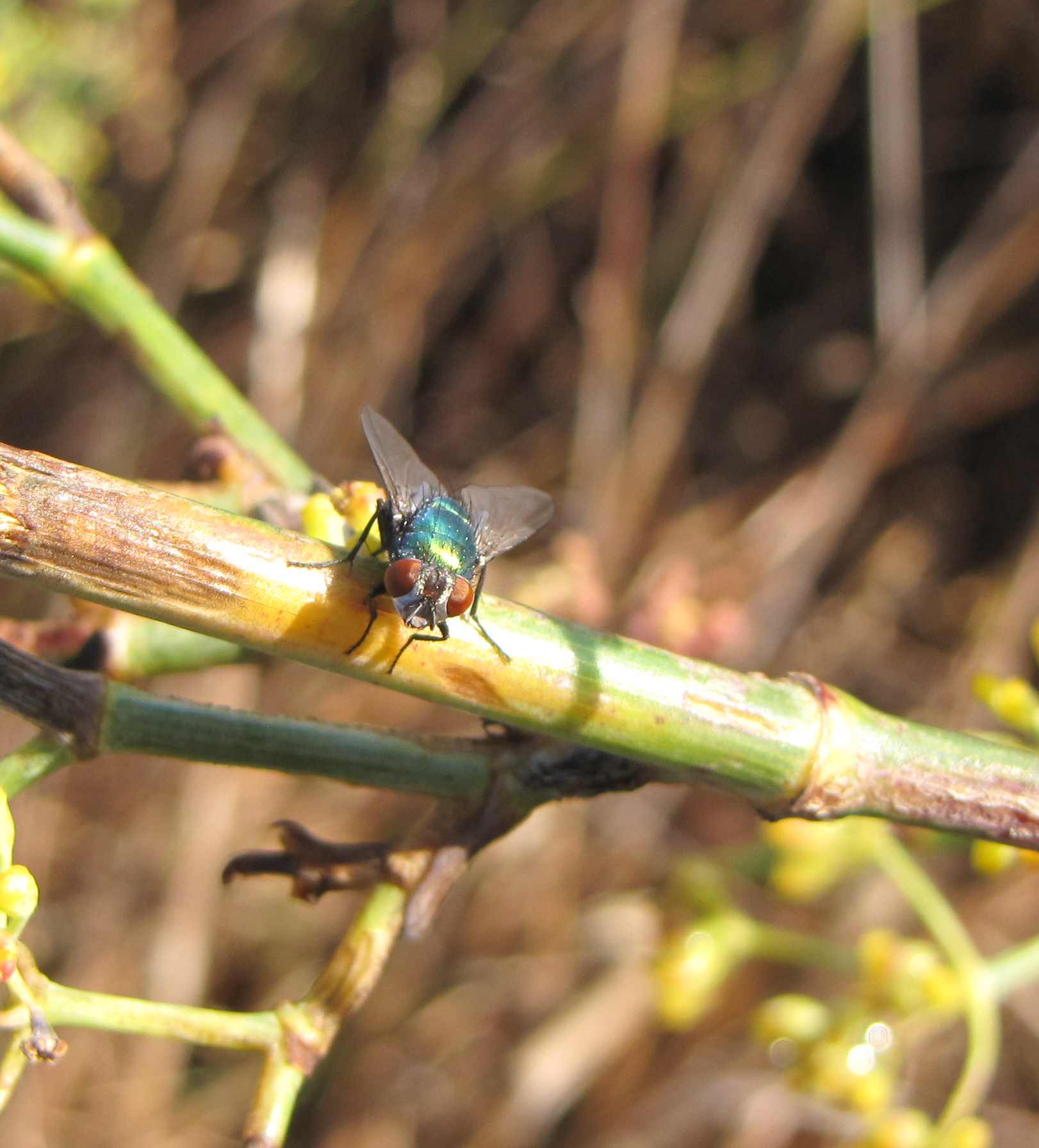 mosca verde